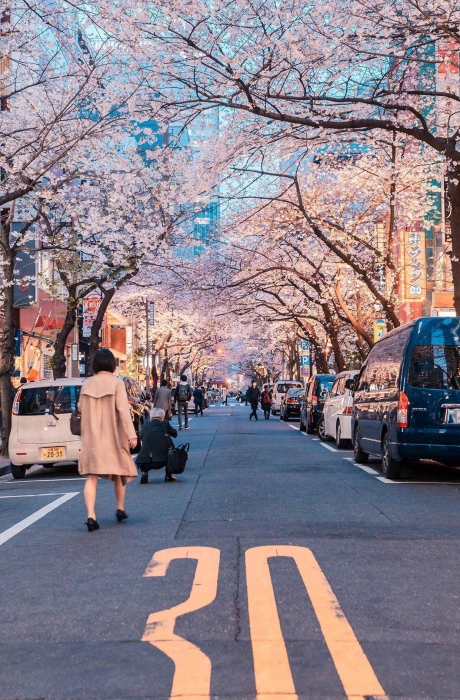 日本街头的春日樱花