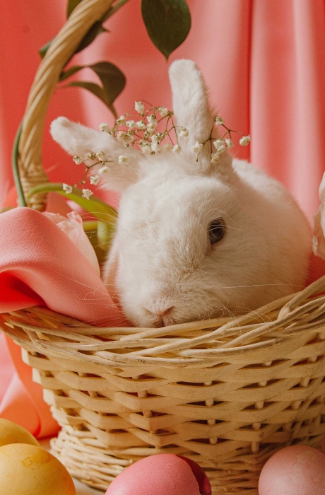 可爱温顺的小兔子