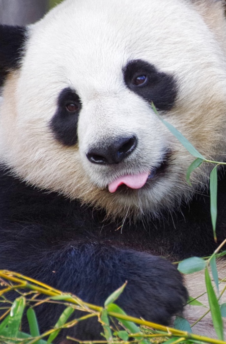 圆滚滚的可爱大熊猫