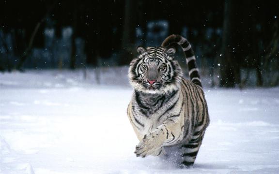 狩猎奔跑中的老虎