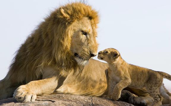 雄狮与他的幼崽