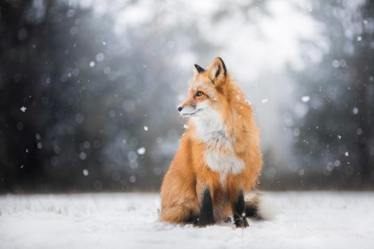 雪中坐着的狐狸
