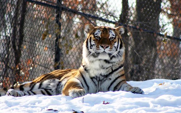 冬季雪中动物百兽之王老虎