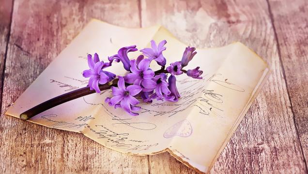 一束紫色的花在书本上