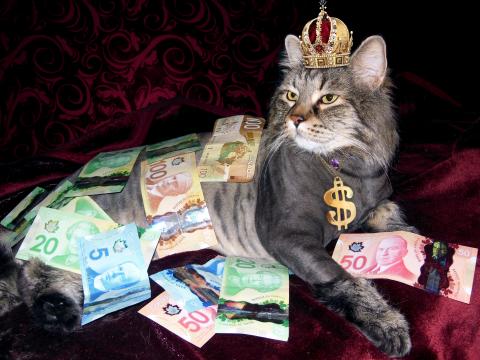 一只有钱的猫咪
