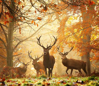 秋天的落叶与牡鹿