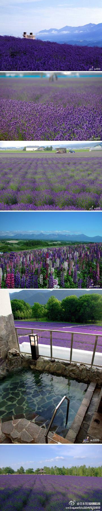北海道的紫色夏天