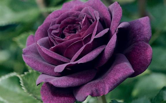 高贵紫玫瑰