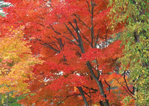秋天最为壮丽的自然景观-红叶