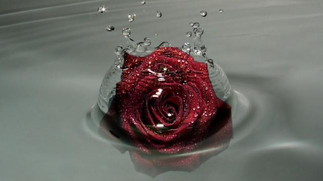 水中的红玫瑰