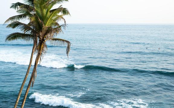 夏日海边椰子树风光