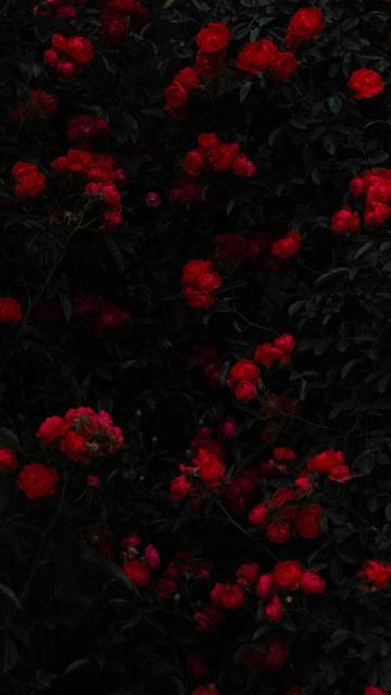 油画般的红玫瑰花丛