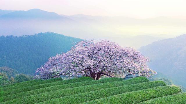 满树烂漫的日本樱花美景