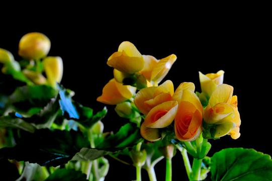 黄色玻璃海棠花