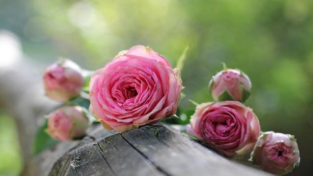 娇艳可爱的玫瑰花