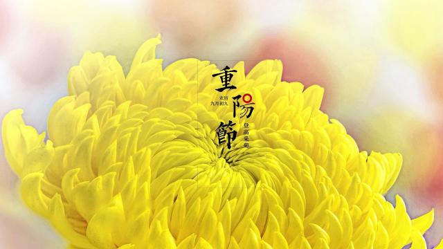 重阳佳节赏菊的唯美背景图