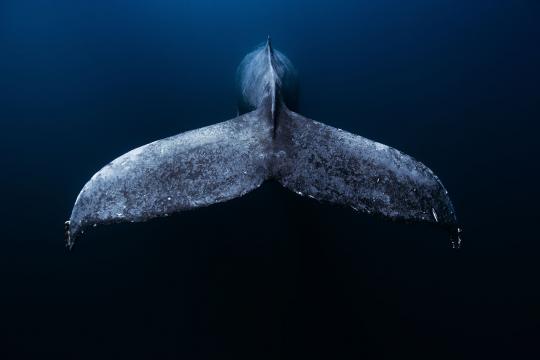 鲸尾