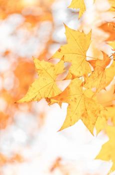 秋季树木清新养眼摄影