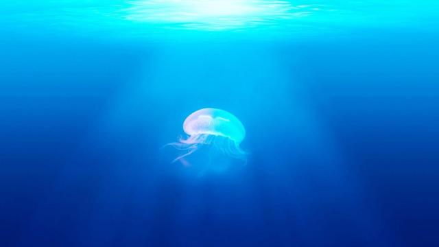 奇妙的唯美海洋生物水母