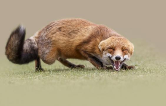 笑的很开心的狐狸