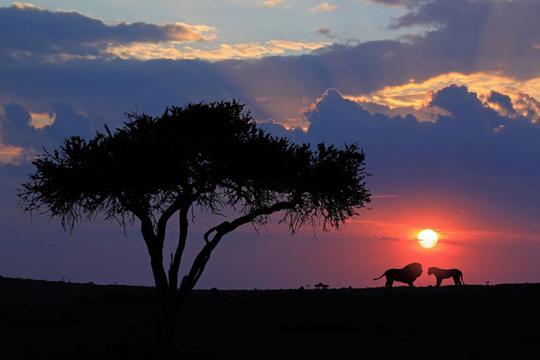肯尼亚马赛马拉大草原