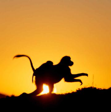 西门山狮尾狒狒