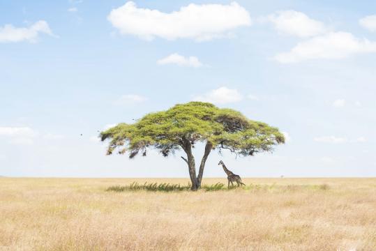 一只长颈鹿在金合欢树下休息