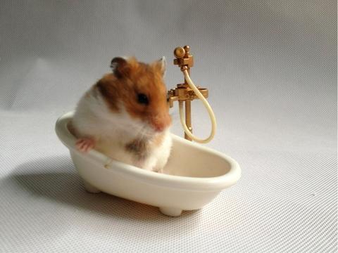 浴缸里的小仓鼠
