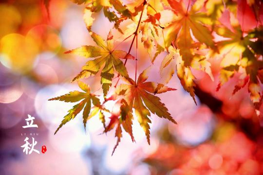 立秋时节的枫叶美景