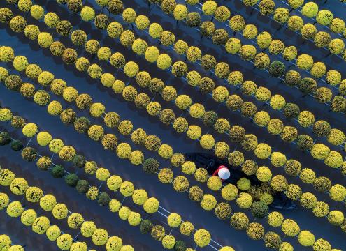 在越南一位农民正在采摘黄色雏菊