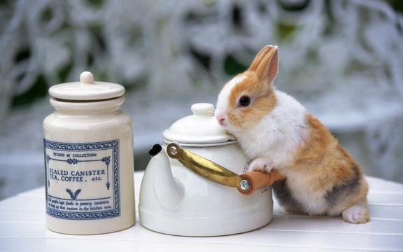 可爱又温顺的小兔子