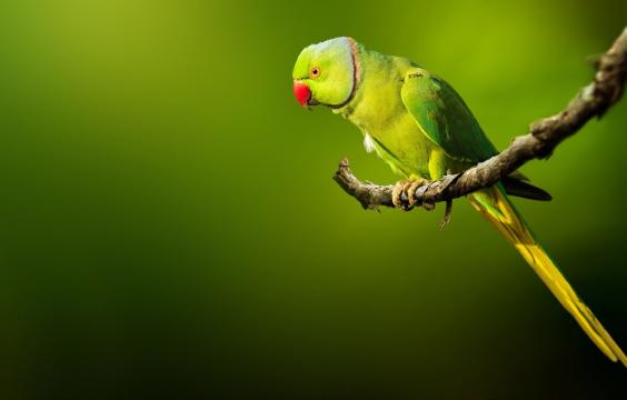 可爱的绿色鹦鹉