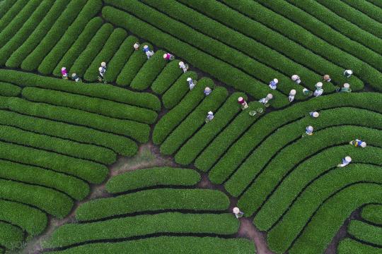 在越南山萝工人们在收割茶叶