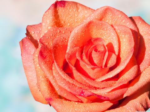 玫瑰花的爱情的象征