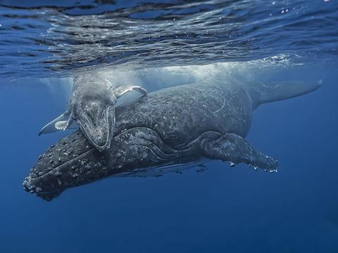 鲸鱼母子