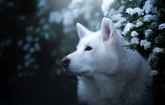 雪白帅气的狗狗