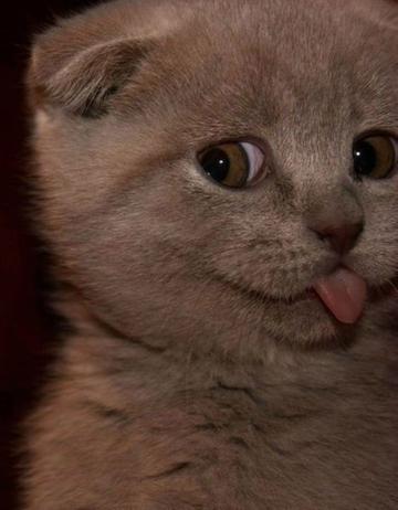 吐舌头的小猫