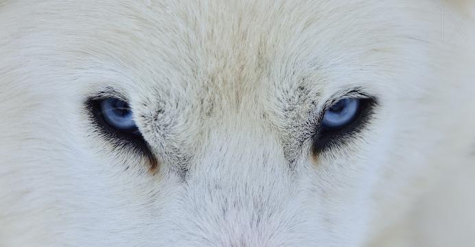 白狼之眼