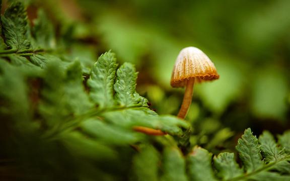 蘑菇小小伞