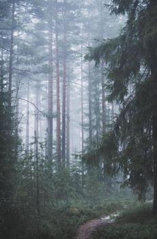 幽静唯美大自然绿色森林护眼写真