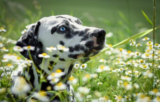 花丛中的达尔马提亚犬