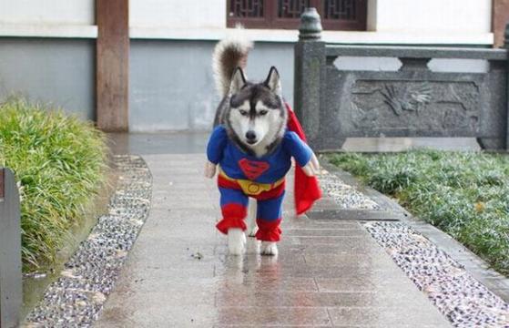 哈士奇超人狗