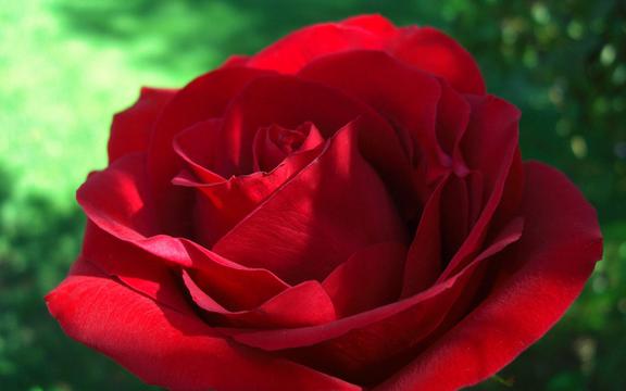 娇艳妖娆红玫瑰