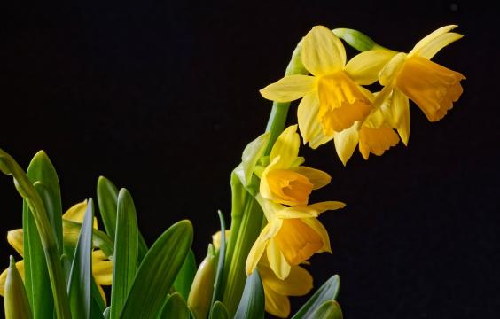 娇艳的黄色水仙花
