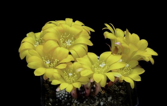 黑暗中的黄色花朵
