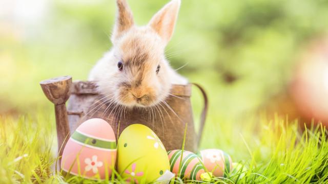 复活节可爱宠物兔