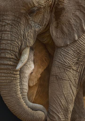 一头母象和她的幼崽