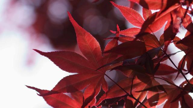 日本的红枫叶