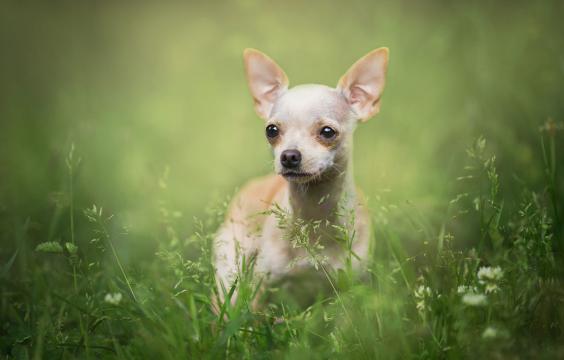 草丛中的可爱小狗
