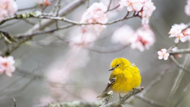 停歇在桃花树上的黄莺